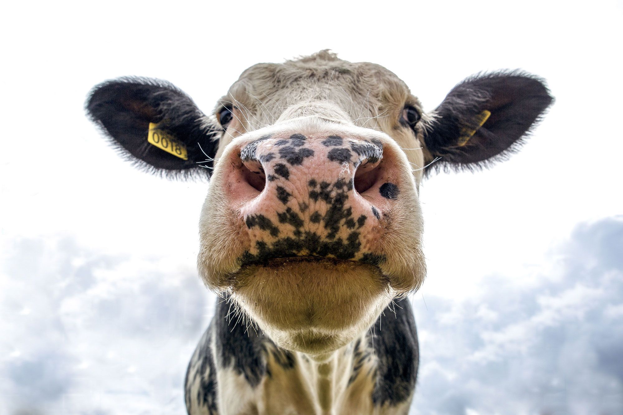 https://api.tierarztpraxis-baer.ch/storage/285/black-and-white-dairy-cow-s-head-2647053.jpg